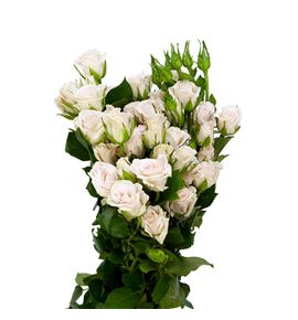 Rs ramificada royal porceline 60 - RTRROYPOR