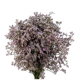 Limonium piuma pink touch 60 - LIMPIUPINTOU