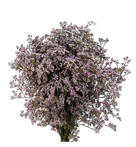 Limonium piuma pink touch 60 - LIMPIUPINTOU