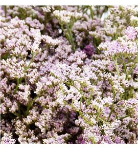 Limonium piuma pink touch 60 - LIMPIUPINTOU