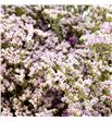 Limonium piuma pink touch 60 - LIMPIUPINTOU1