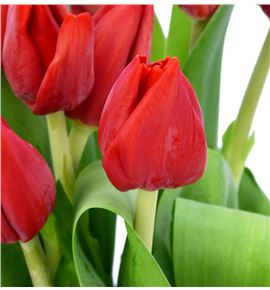 Tulipan escape 38 - TULESC