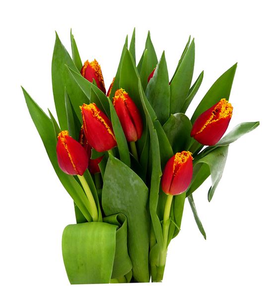 Tulipan fabio 36 - TULFAB
