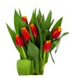 Tulipan fabio 36 - TULFAB