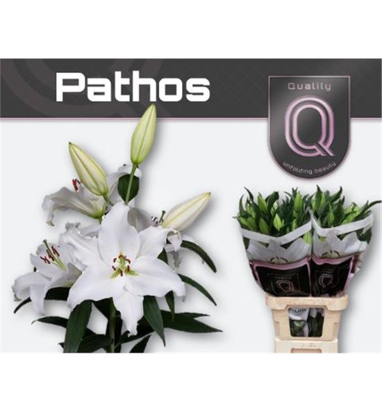 Lilium oriental hol pathos 85 - LOHPAT