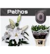 Lilium oriental hol pathos 85 - LOHPAT