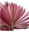 Palmito seco pintado rosa metalic grande - PALSECPINROSMG1