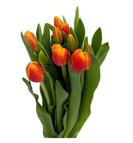 Tulipan carpe diem 38 - TULCARDIE