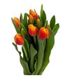 Tulipan carpe diem 38 - TULCARDIE