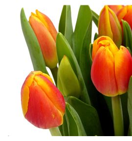 Tulipan carpe diem 38 - TULCARDIE