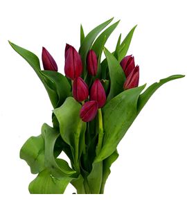 Tulipan pallada 38 - TULPAL