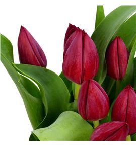 Tulipan pallada 38 - TULPAL