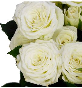 Rs ramificada white lady 70 - RTRWHILAD