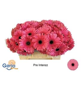 Gerbera pre intense 50 x10 - GERPREINT5010