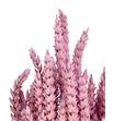 Trigo seco rosa claro - TRISECROS1