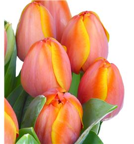 Tulipan ad rem 40 - TULADREM