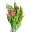 Tulipan strong love 45 - TULSTRLOVH