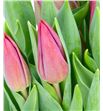 Tulipan strong love 45 - TULSTRLOVH2