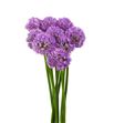 Allium violet beauty 65cm - ALLGLA