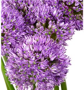 Allium violet beauty 65cm - ALLGLA