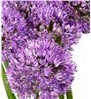 Allium violet beauty 65cm - ALLGLA1