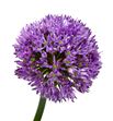 Allium violet beauty 65cm - ALLGLA2