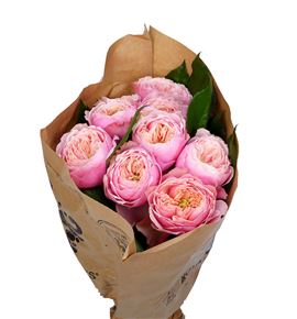 Rosa hol northange abbey 50 - RGRNORABB