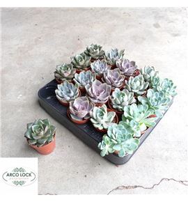 Pl. echeveria mixto 5cm x20 - ECHMIX205055