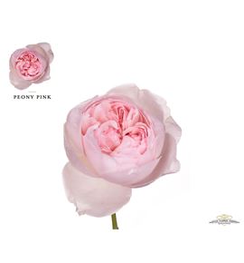 Rosa peony pink 50 - RGRPEOPIN
