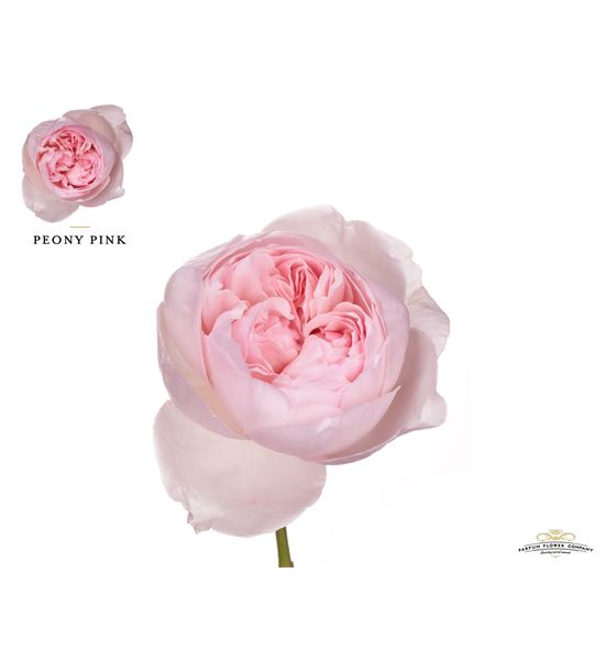 Rosa peony pink 50 - RGRPEOPIN
