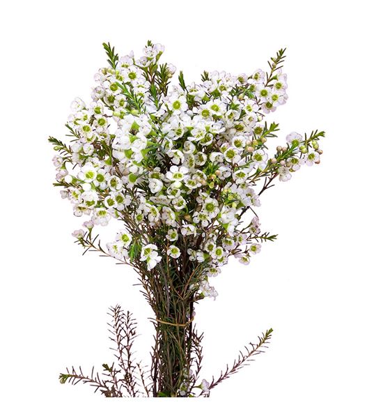 Chame crystal pearl 60 - CHACRYPEA