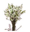 Chame crystal pearl 60 - CHACRYPEA