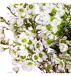 Chame crystal pearl 60 - CHACRYPEA1