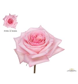 Rosa pink o hara 50 - RGRPINOHAR