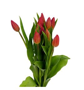 Tulipan strong energy 40 - TULSTRENE