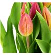 Tulipan strong energy 40 - TULSTRENE1