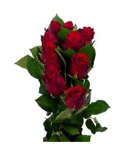 Rosa hol red torch 40 - RGRREDTOR