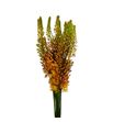 Eremurus ruiter 70 - ERERUI