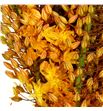 Eremurus ruiter 70 - ERERUI1