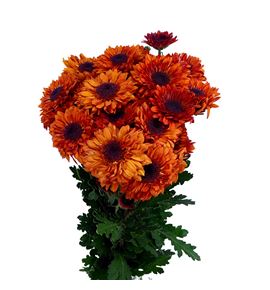 Marg stresa naranja - MSTRNAR