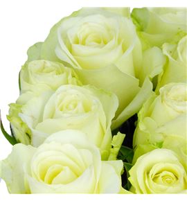 Rosa hol. countdowm 40 - RGRCOU