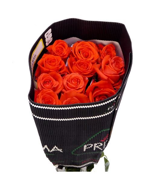 Rosa col alive 40 - RCALI