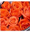 Rosa col alive 40 - RCALI1