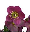 Helle annas red 40 - HELANNRED1