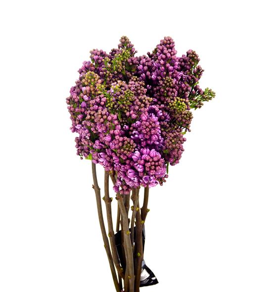 Syringa hugo koster 50 - SYRDARKOS