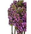 Syringa hugo koster 50 - SYRDARKOS1