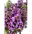 Syringa hugo koster 50 - SYRDARKOS2
