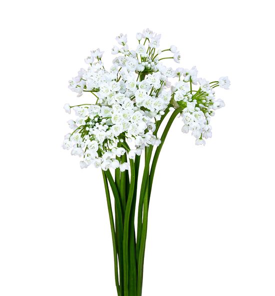 Allium neopolitanun 45cm - ALLNEO