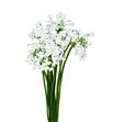 Allium neopolitanun 45cm - ALLNEO