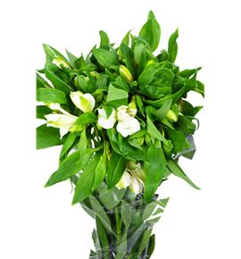 Alstroemeria nac. blanca - ALSBLA